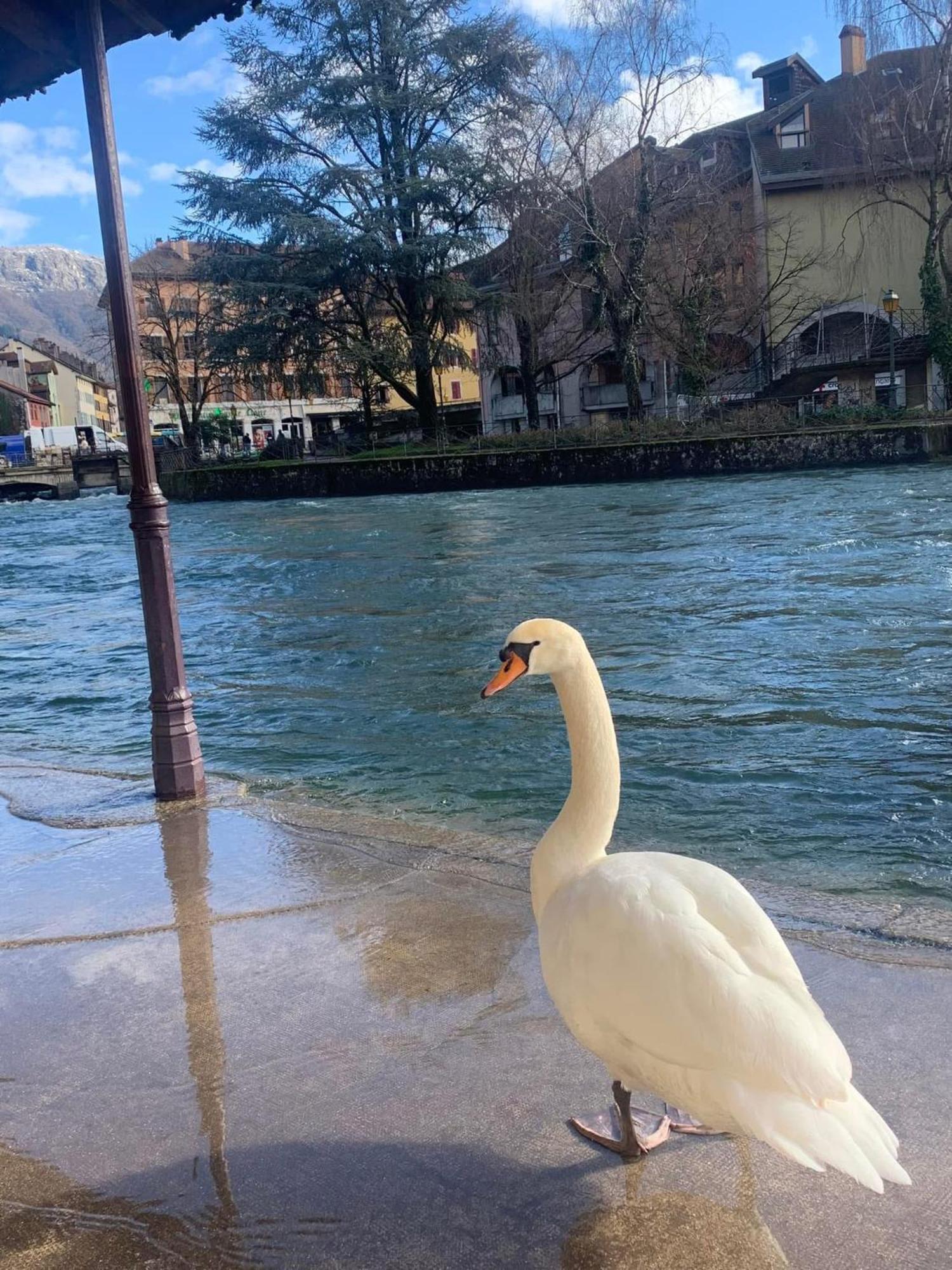 Appartamento La Petite Venise Des Alpes, Ultra Centre 1 A 5 Pers Annecy Esterno foto
